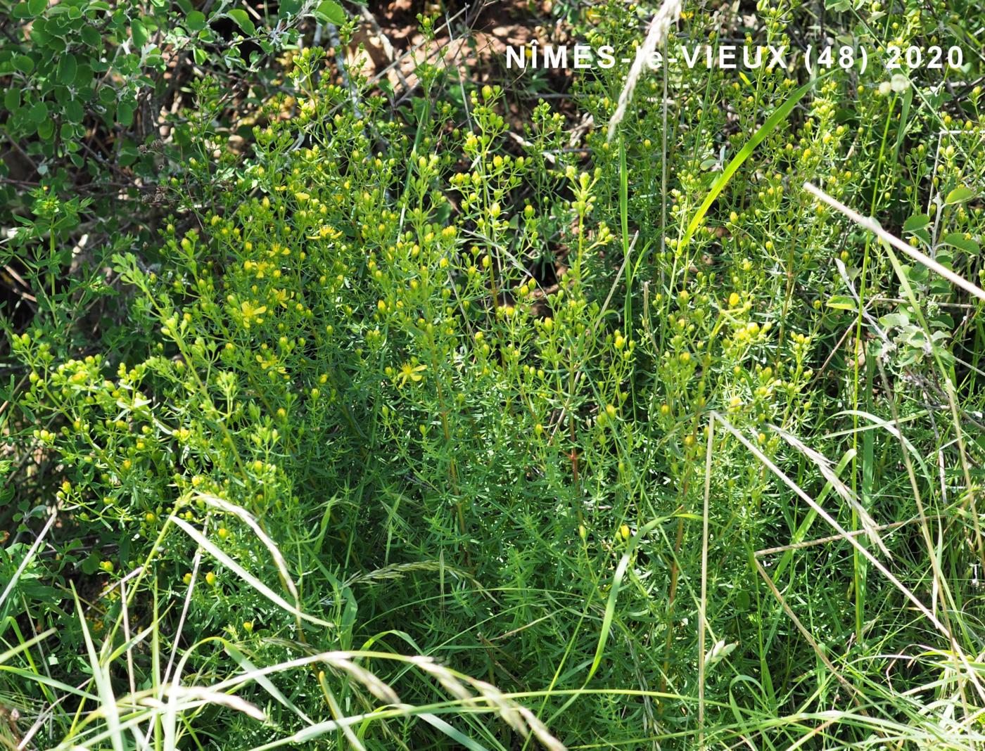 St. John's Wort, Hysop-leaved plant